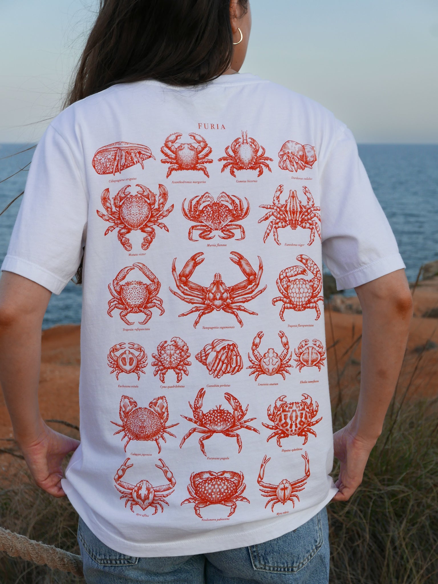 Crabs ®
