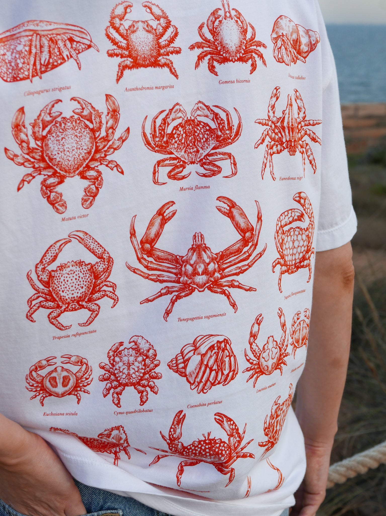 Crabs ®