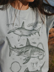 Tiburones ® (Disponible 2 de Noviembre)