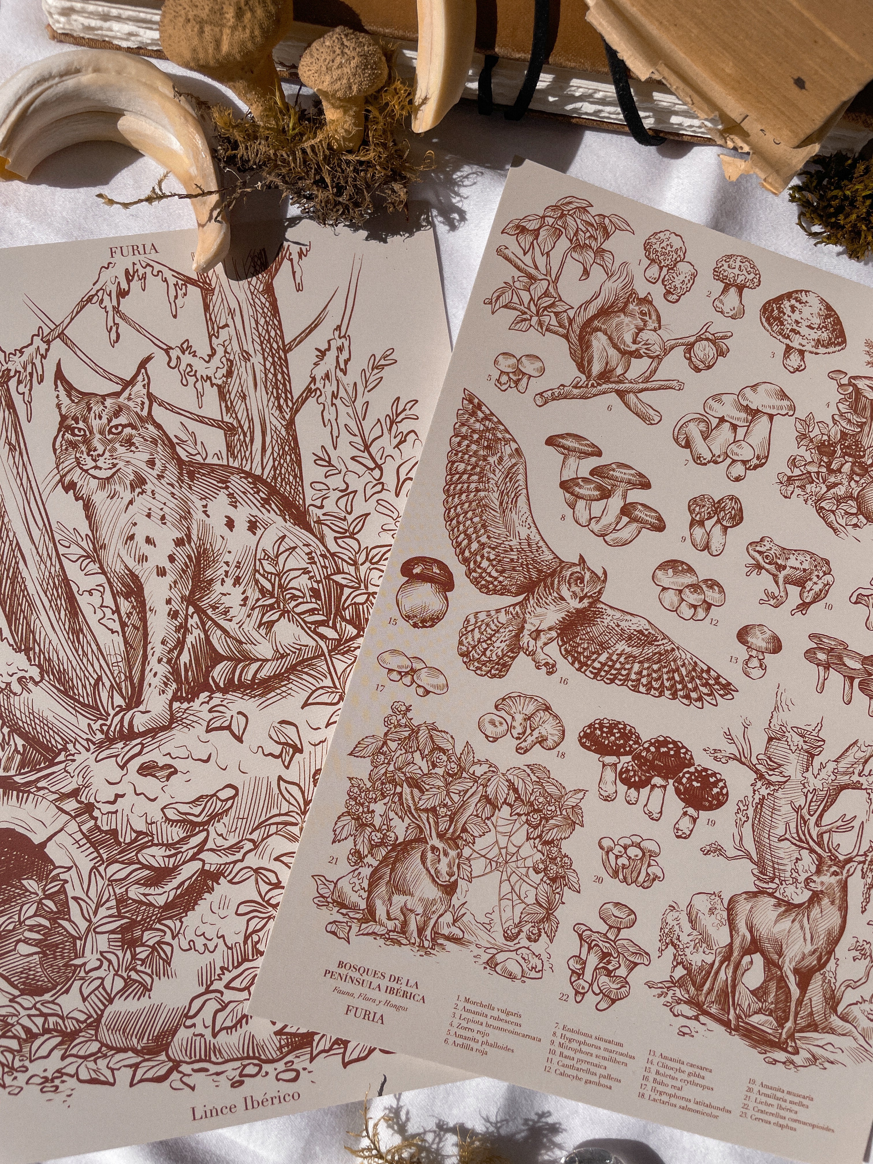 Pack Prints Lynx and Fauna and Flora ©