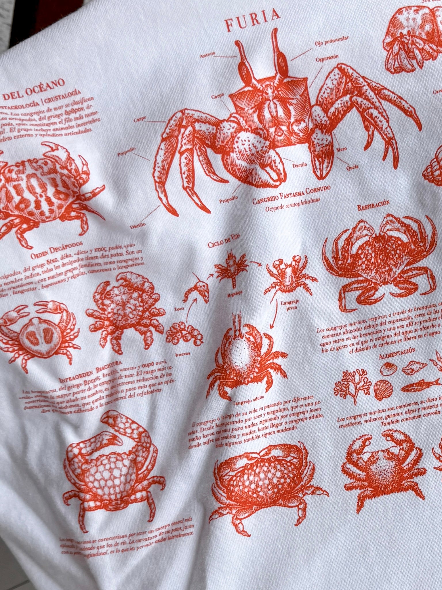 Crabs ®
