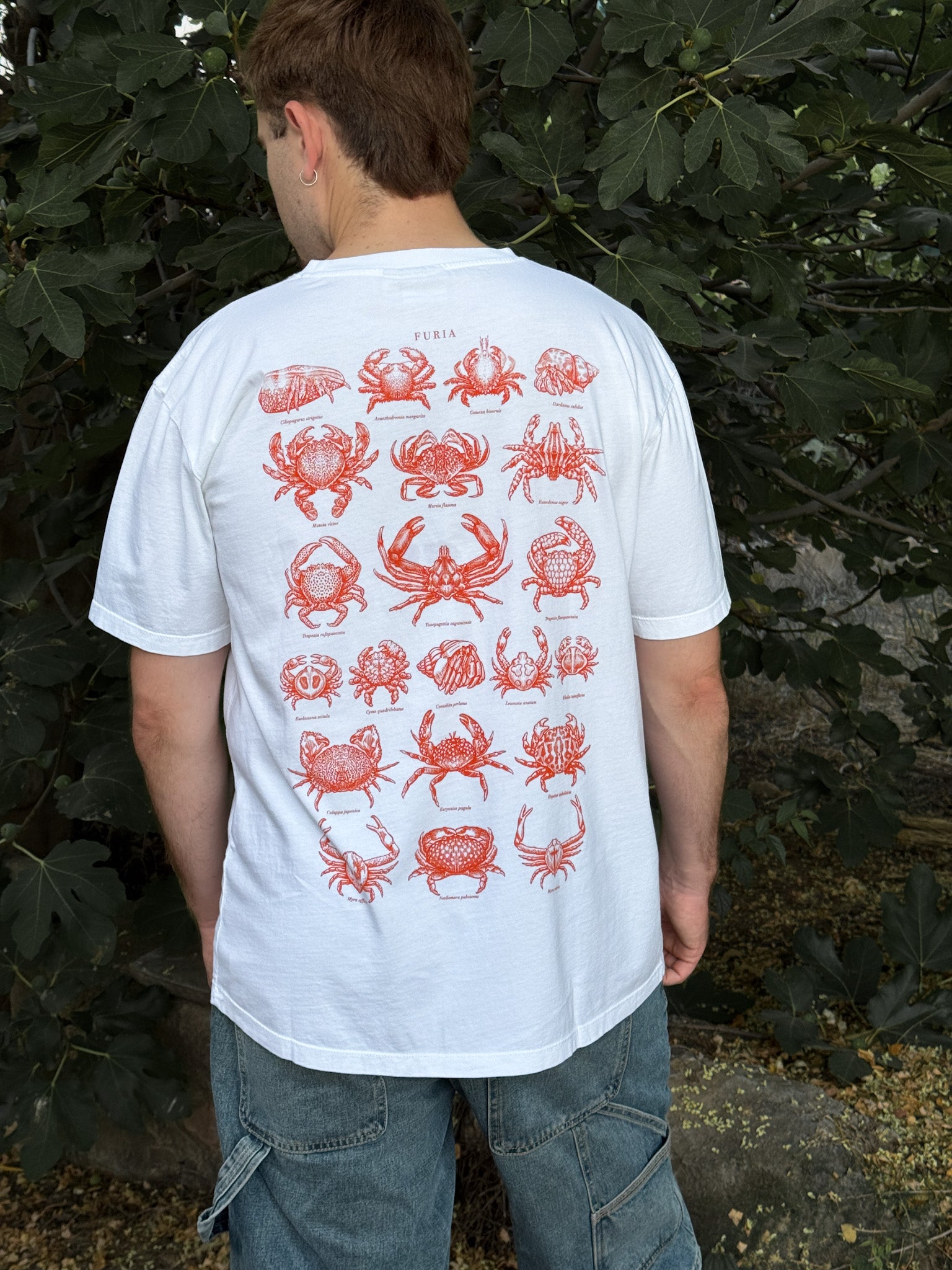Crabs ®