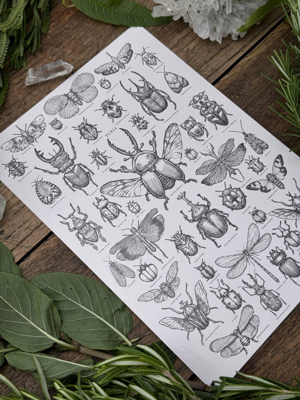 Insects Pack Print®