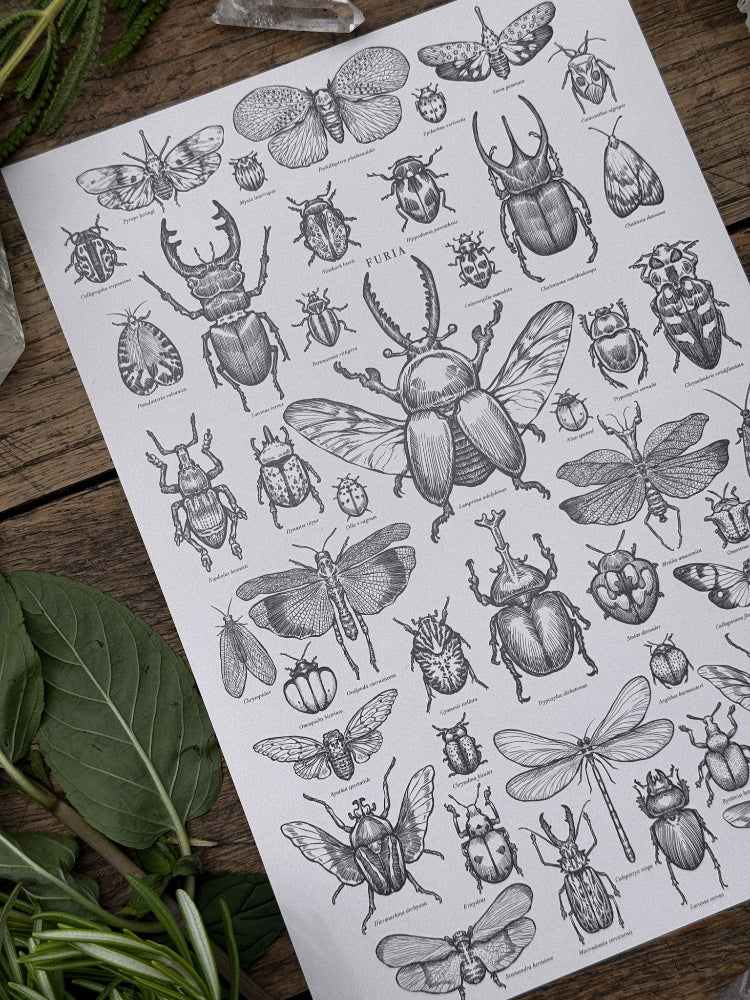 Print Entomología®