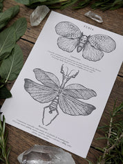Pack Print Entomología®