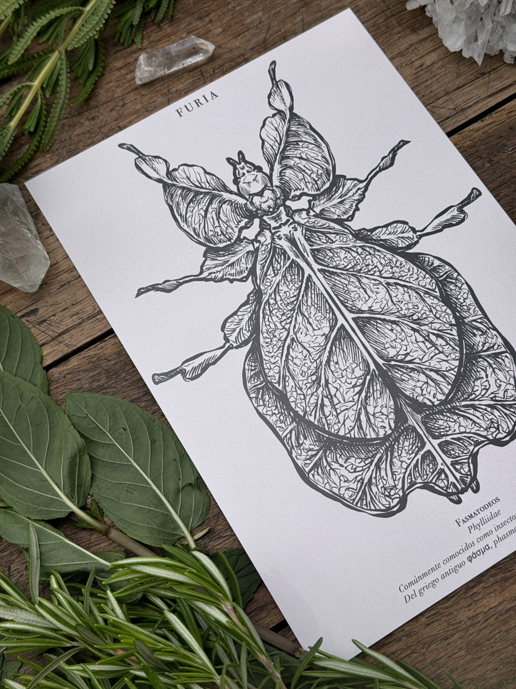 Pack Print Entomología®