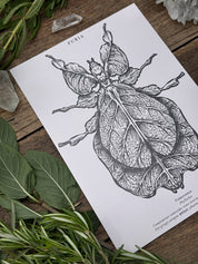 Pack Print Entomología®
