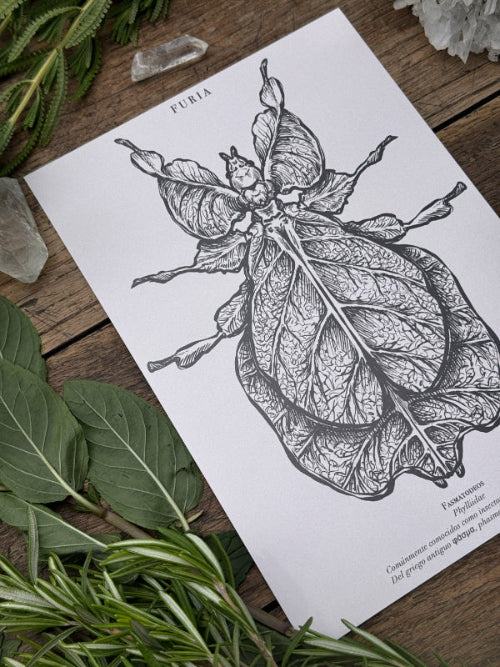 Entomology Print Pack ®