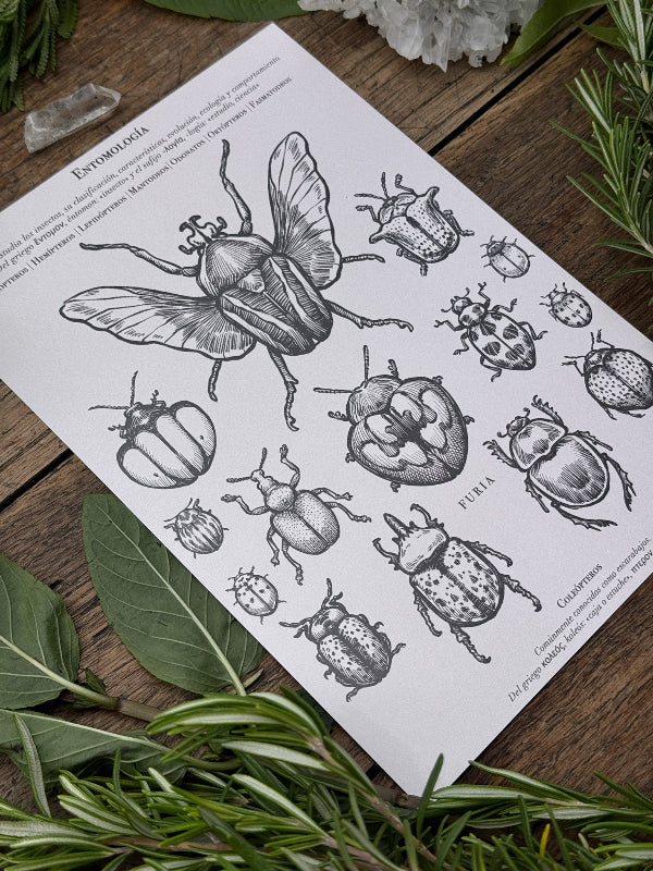 Entomology Print Pack ®