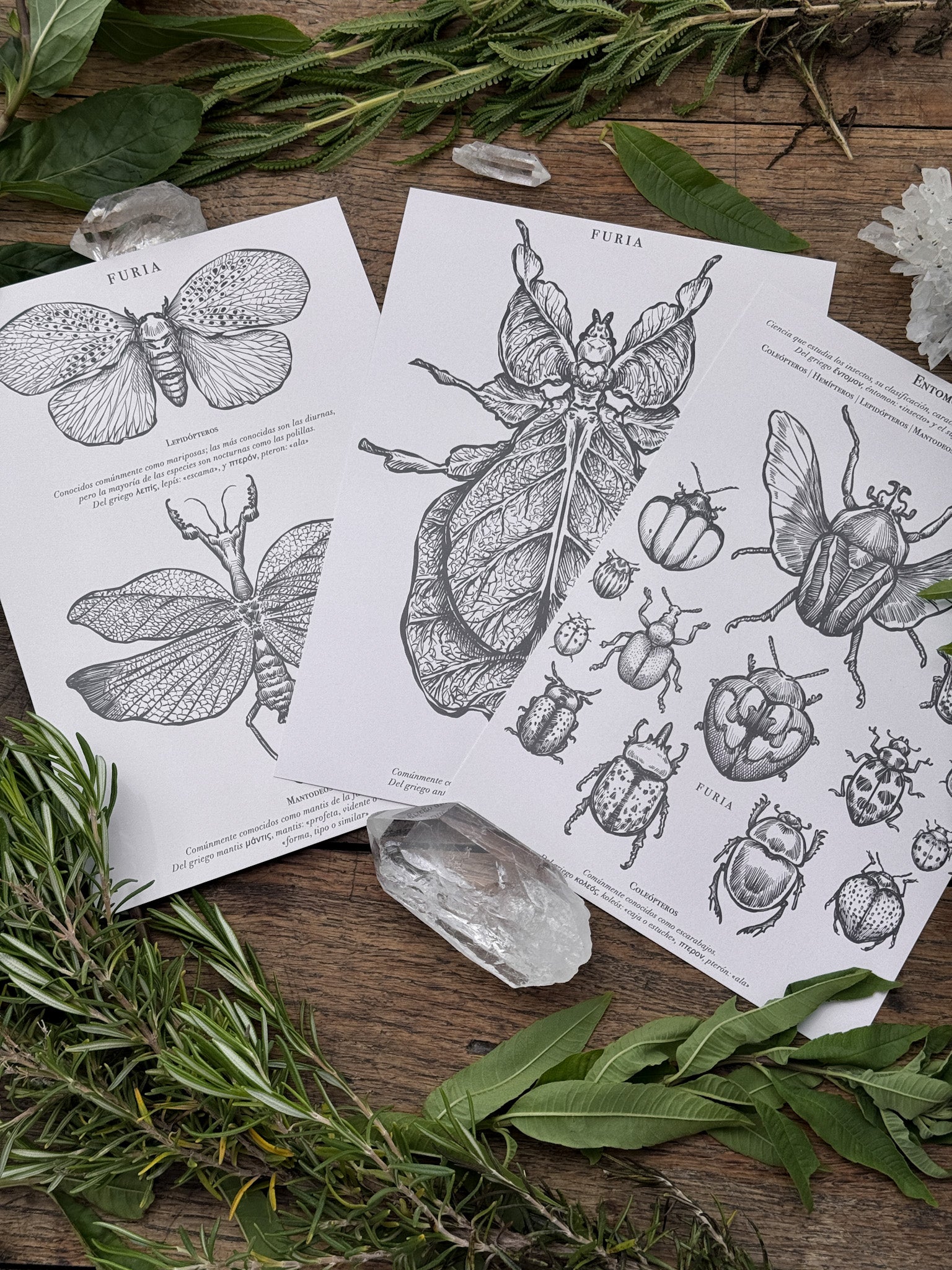 Pack Print Entomología®