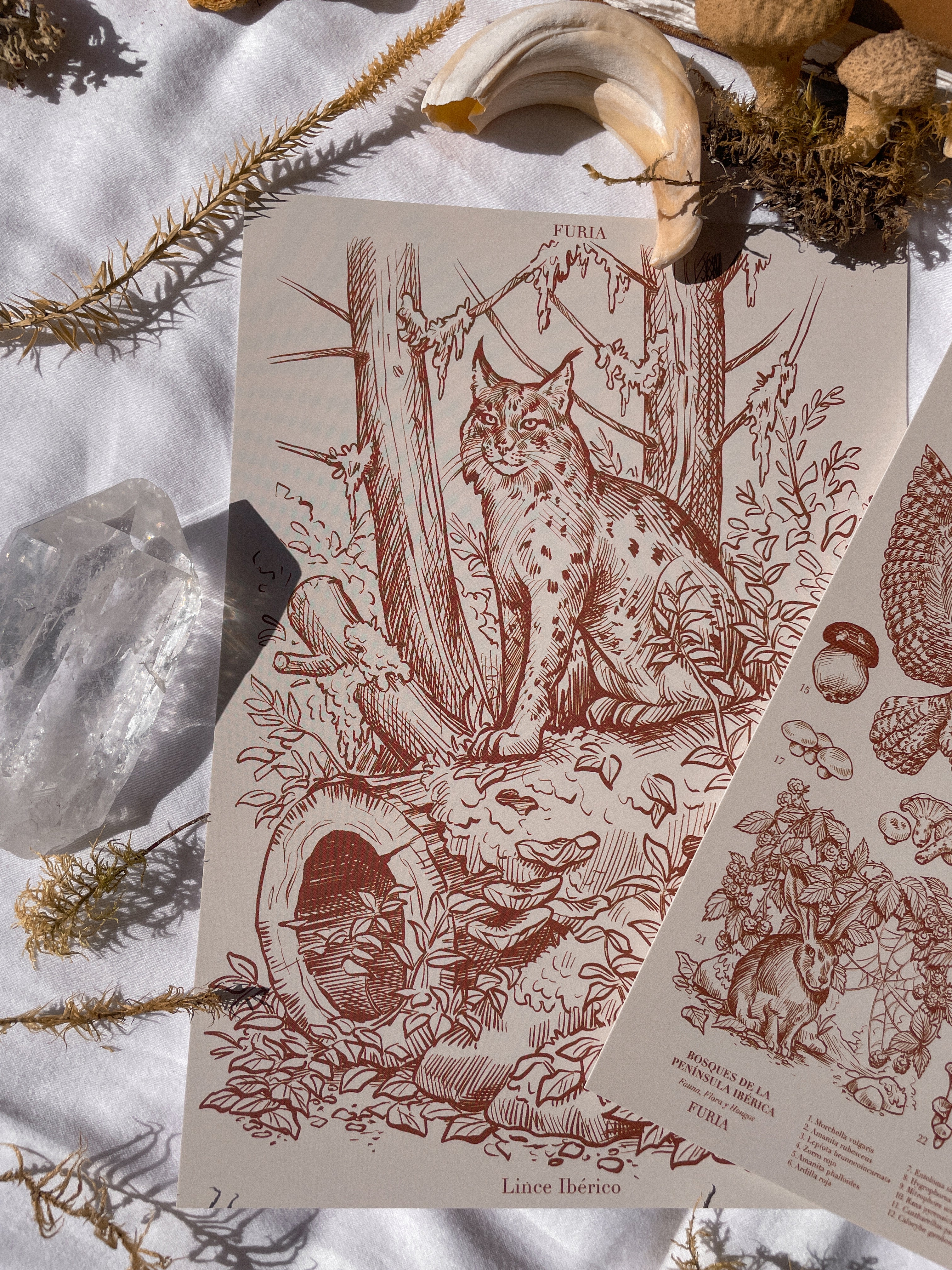 Pack Prints Lynx and Fauna and Flora ©
