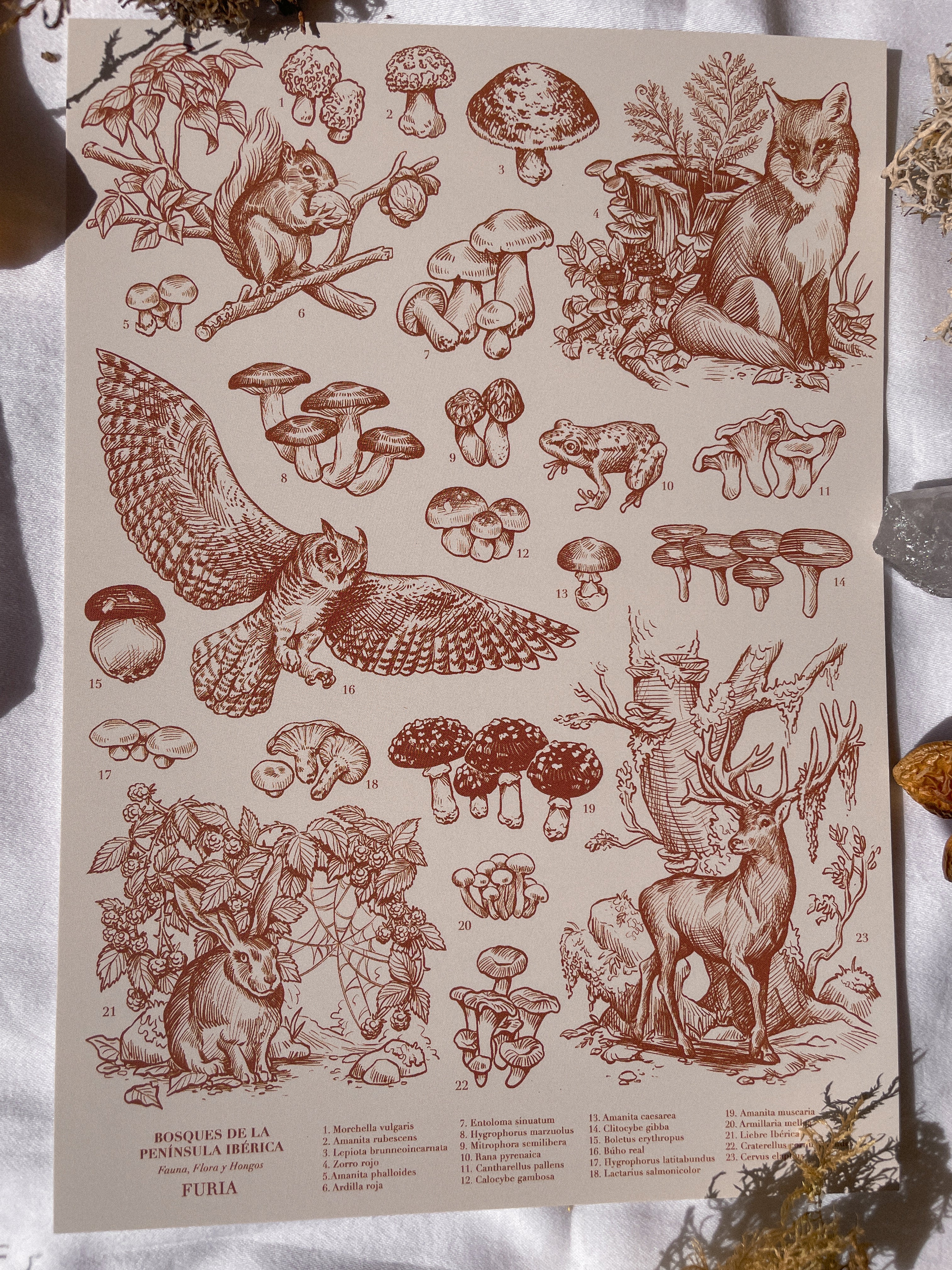 Pack Prints Lynx and Fauna and Flora ©