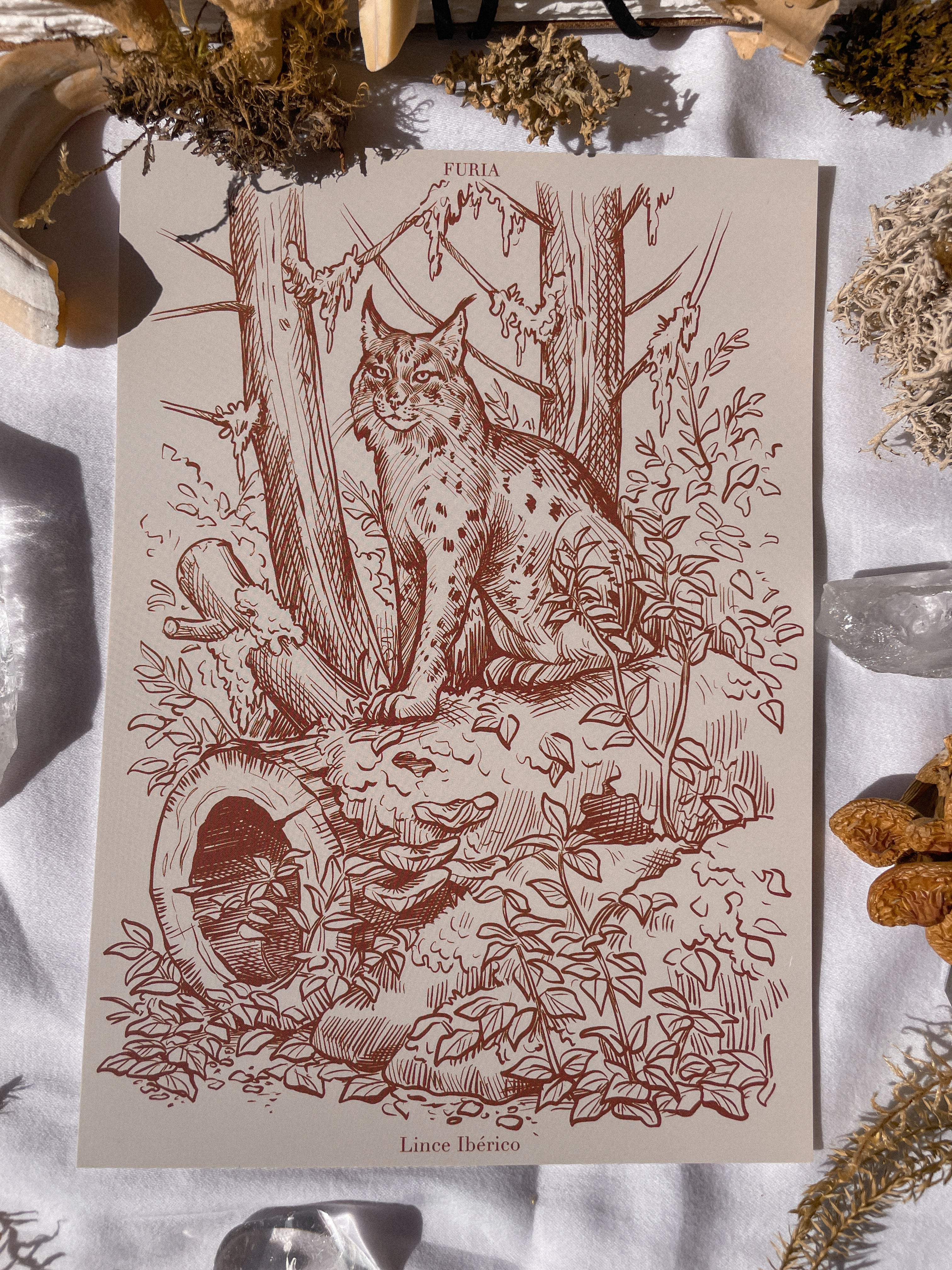 Pack Prints Lynx and Fauna and Flora ©
