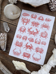Pack Cangrejos Clases y Habitat ®
