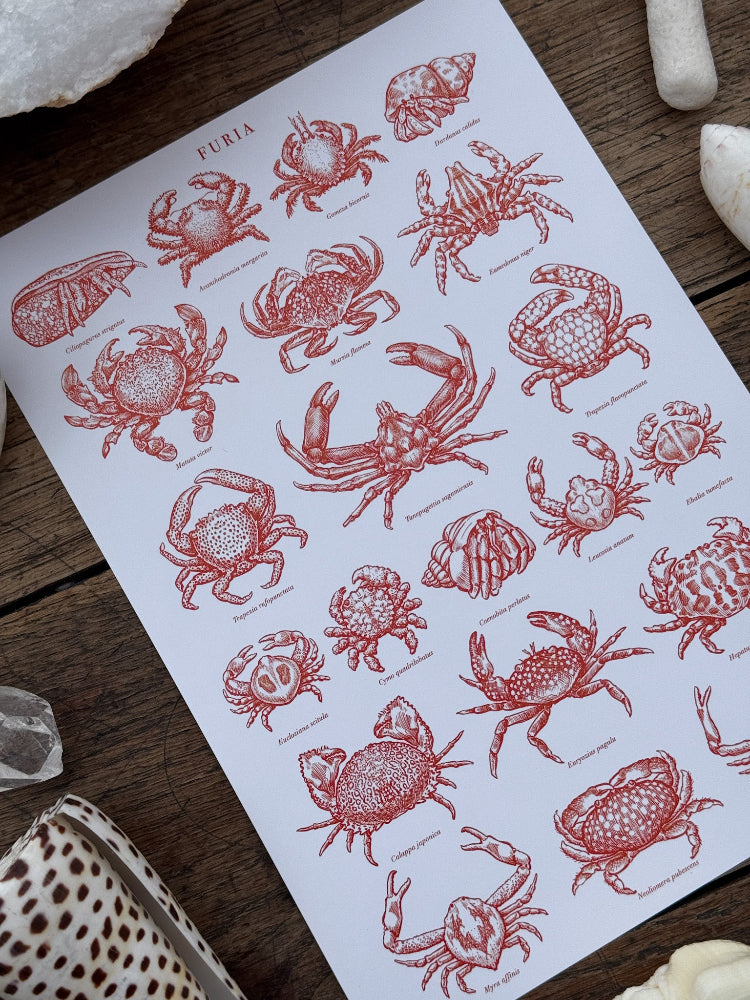 Crabs classes ®