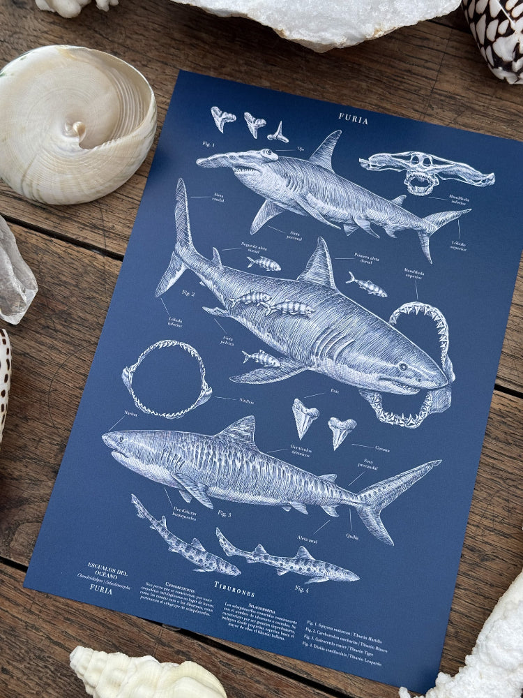 Pack Deep Oceans ®