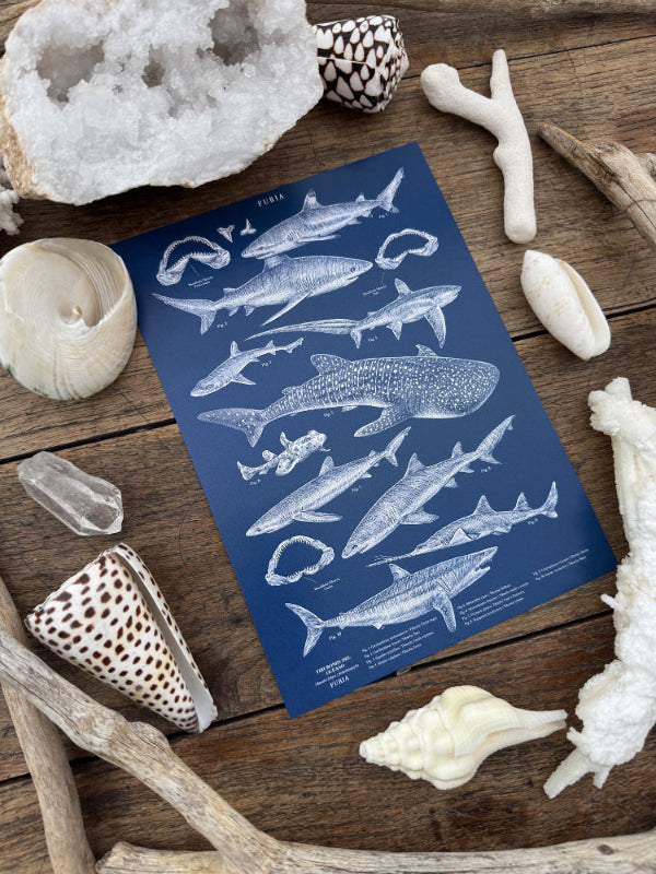 Deep Oceans Whale Shark®