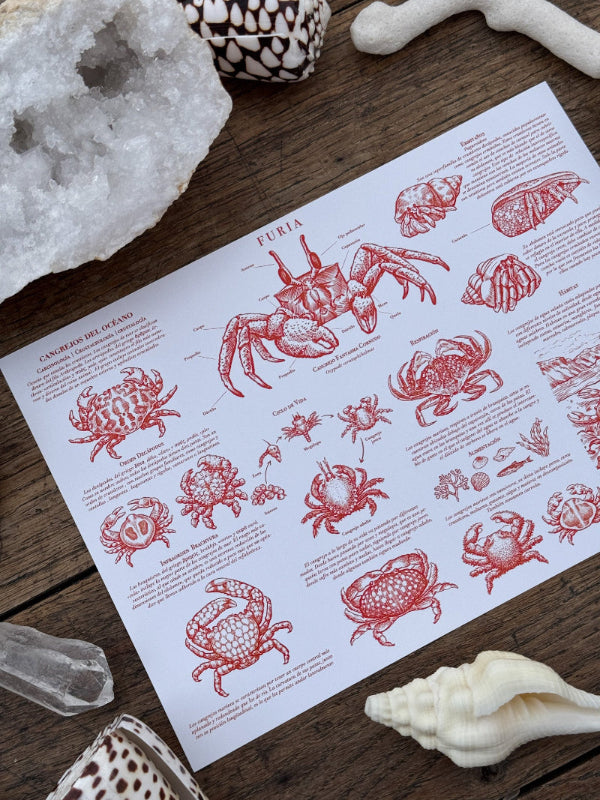 Crabs Classes and Habitat Pack ®