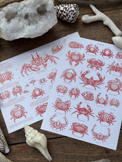 Pack Cangrejos Clases y Habitat ®