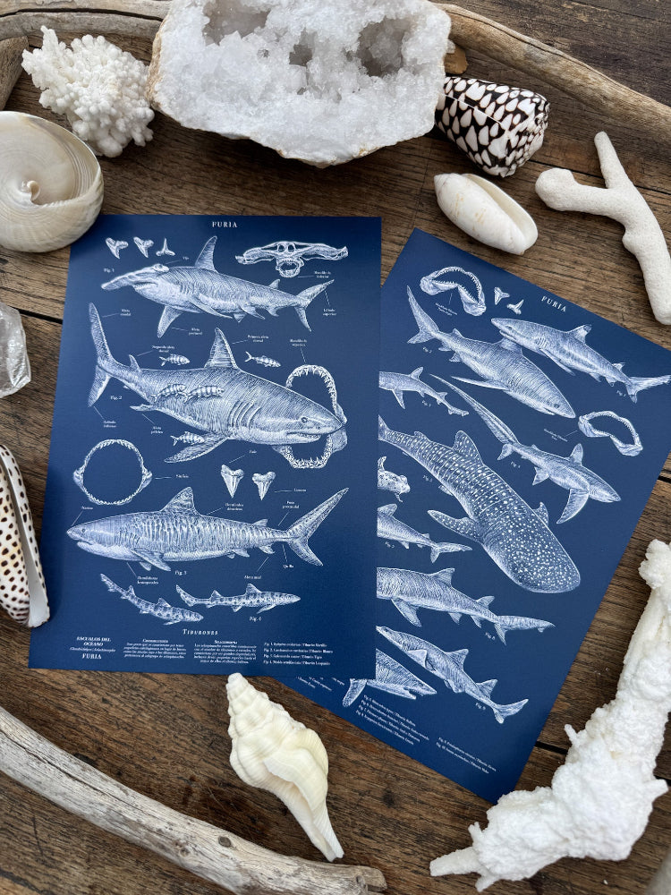 Pack Deep Oceans ®