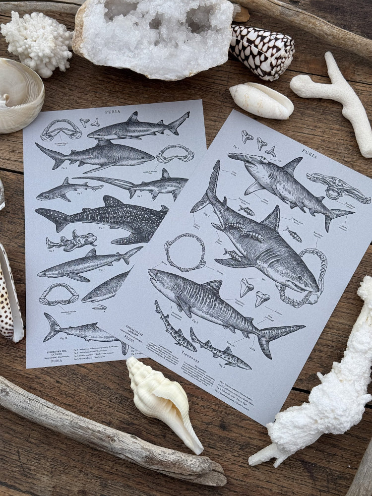 Pack Tiburones Gris®
