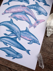 Print Delfines®