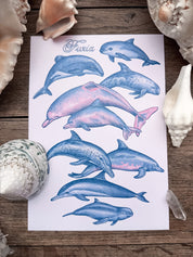Pack Print Dolphins and Mermaid®