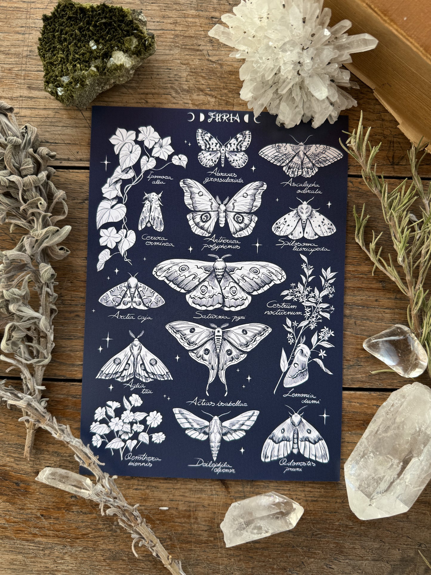 Tote Bag Butterflies+print ©