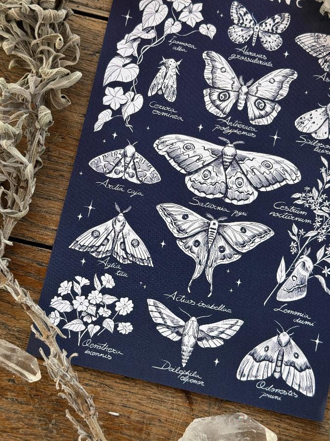 Print nocturnal butterflies©