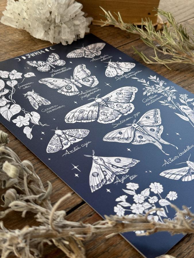 Print nocturnal butterflies©