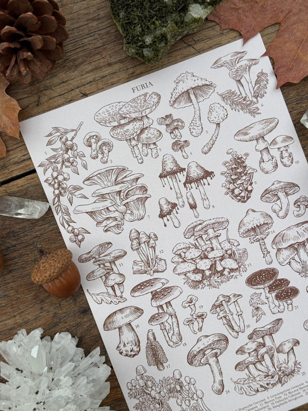 Mushrooms Print