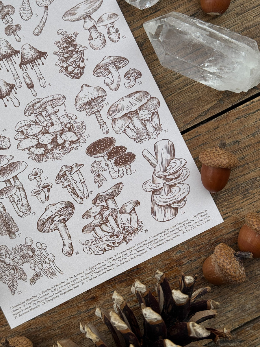 Mushrooms Print