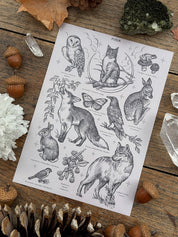 Pack Print Animales Familiares®