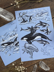 Pack Print Antártida®