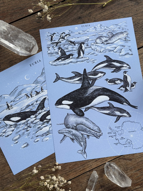 Pack Print Antártida®