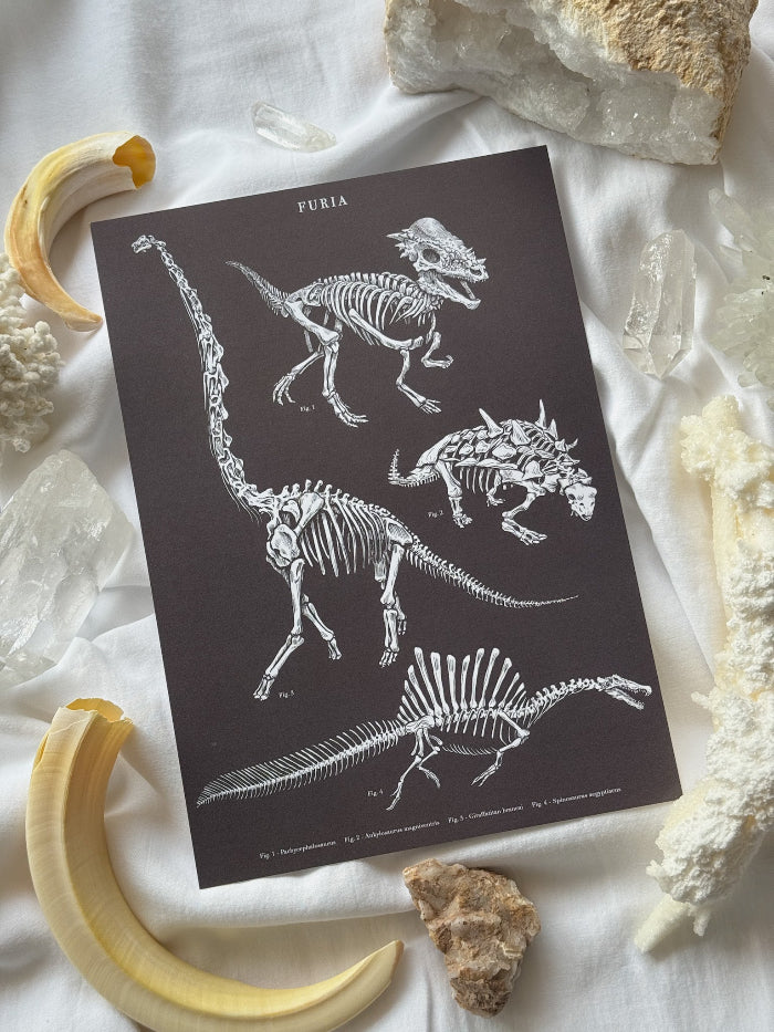 Pack Print Paleontología®