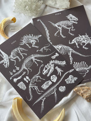 Pack Print Paleontología®