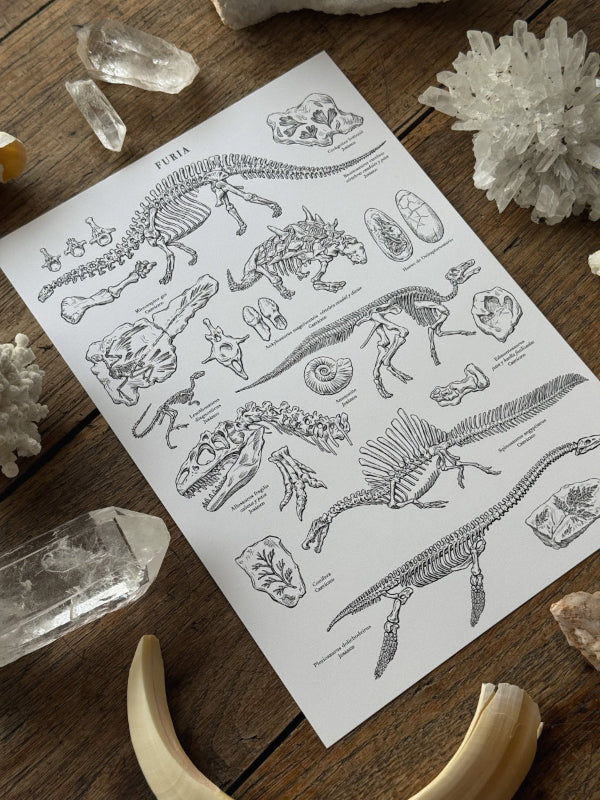 Print Fossils © 