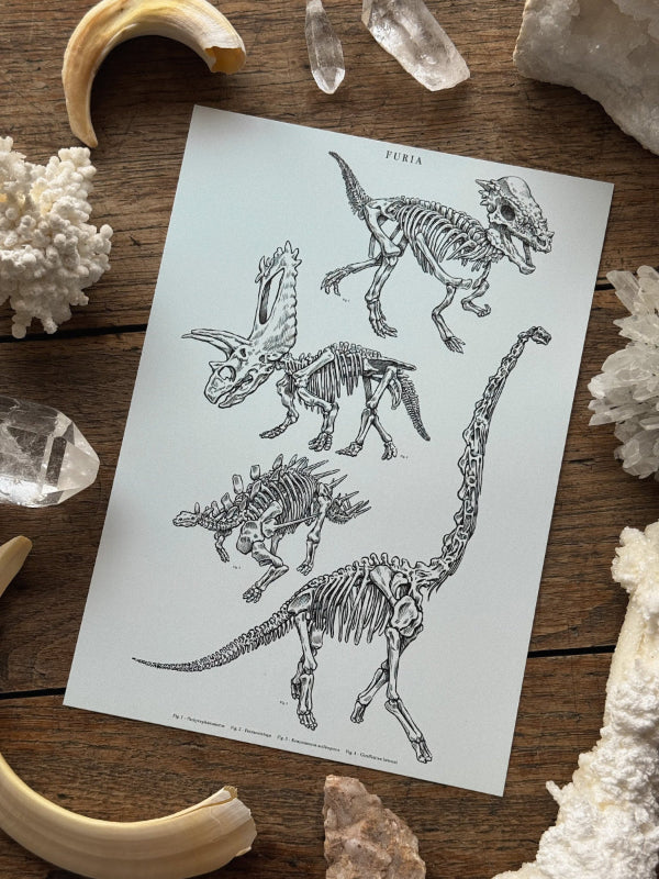 Print Herbivorous Fossils®