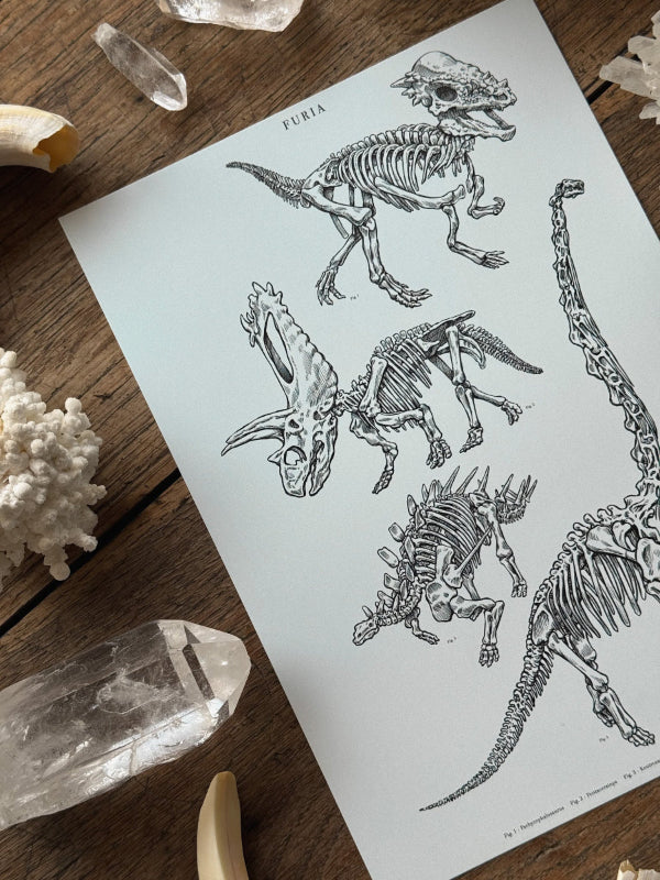 Print Herbivorous Fossils®