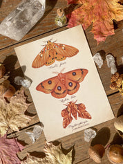 Autumn Prints Pack ©