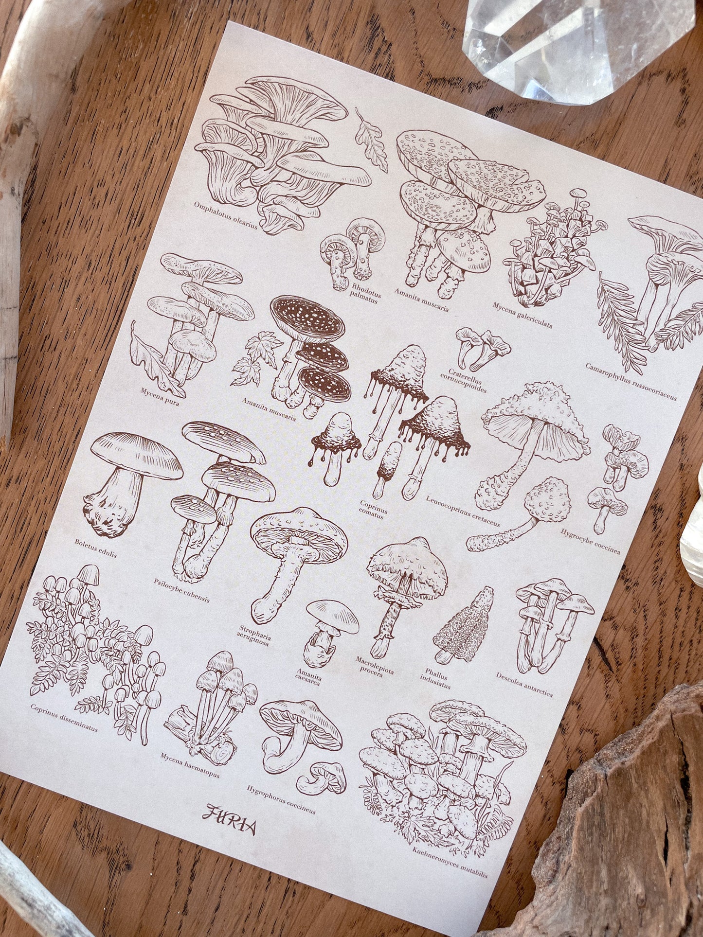 Tote mushrooms + Print