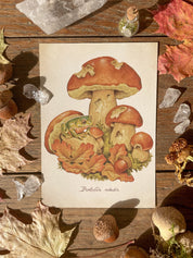 Autumn Prints Pack ©
